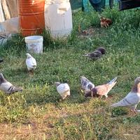 Piccioni coppia pronti per covare