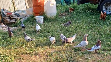 Piccioni coppia pronti per covare