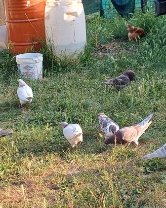 Piccioni coppia pronti per covare