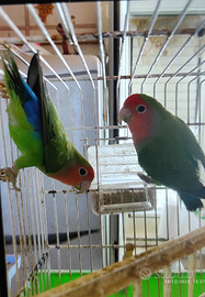 Coppia di inseparabili