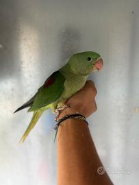 Grande alessandrino baby pulli imbecco pappagalli