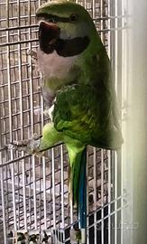 Pappagalli