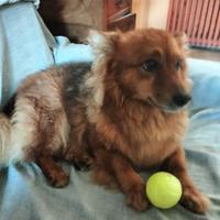 Dono a malincuore, cagnolino da compagnia
