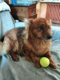 Dono a malincuore, cagnolino da compagnia