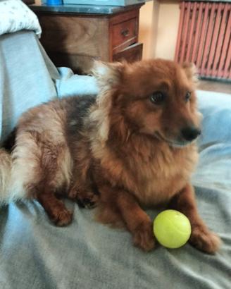 Dono a malincuore, cagnolino da compagnia