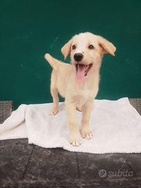 Cucciolo in adozione