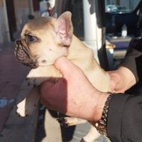 Bulldog francese