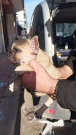 Bulldog francese