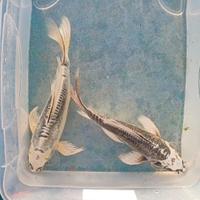 Carpe koi - kikokuryu butterfly - 18/20 cm circa