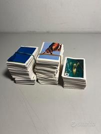 Lotto di 200+ carte del WWF animali