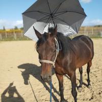 Cavallo arabo egiziano