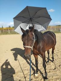 Cavallo arabo egiziano
