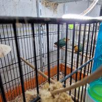 Diamanti pappagallo avorio