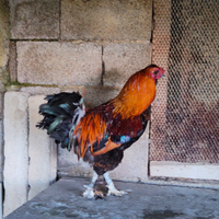 Gallo marans
