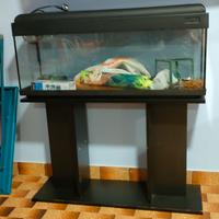acquario 