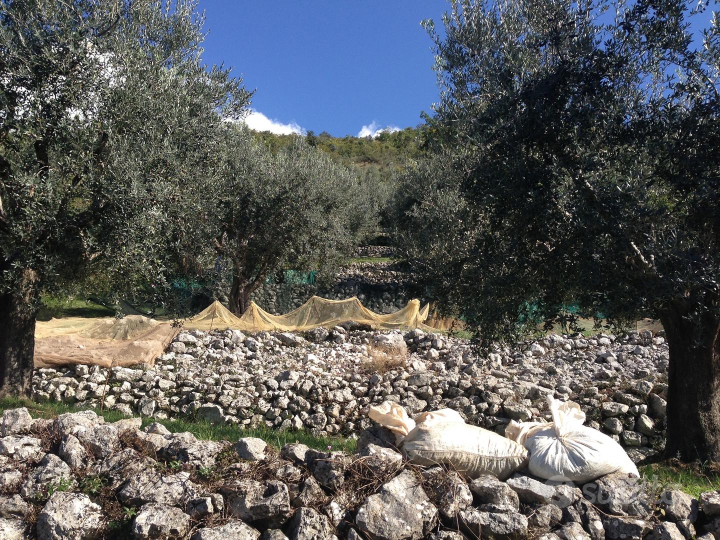 Oliveto con alberi secolari comune di Anagni (FR) - Vista 5