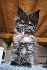Maine coon