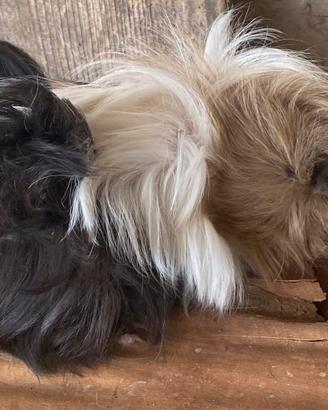 Cavie peruviane
