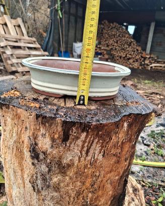 vaso bonsai