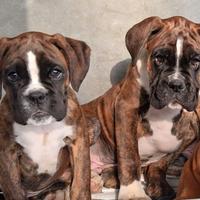 Boxer cuccioli