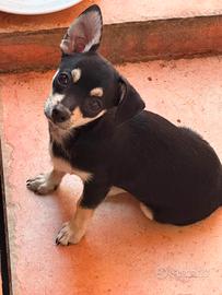 cucciolo chihuahua