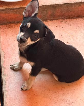 cucciolo chihuahua