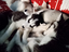 Immagine 4