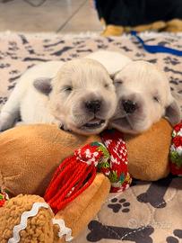 Golden retriver