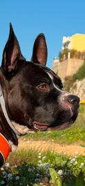 Maschio per accoppiamento Amstaff
