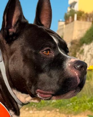 Maschio per accoppiamento Amstaff