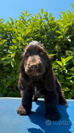 Cuccioli cocker spaniel inglese