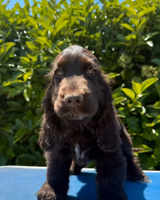 Cuccioli cocker spaniel inglese