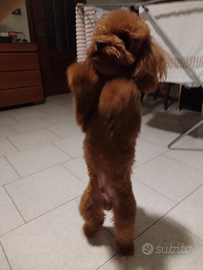 Barboncino toy per monta