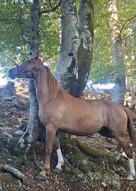 Cavalla