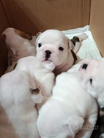 Bulldog inglese