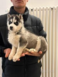 Siberian Husky con pedigree