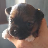 Cuccioli chihuahua