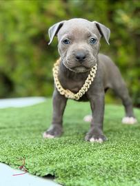 Cuccioli Pitbull con Pedegree in standard UKC