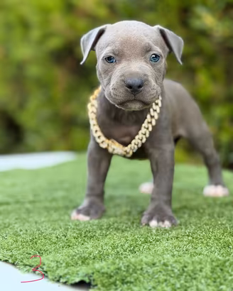 Cuccioli Pitbull con Pedegree in standard UKC