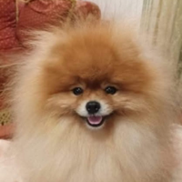 Spitz maschio per accoppiamento