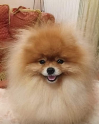 Spitz maschio per accoppiamento