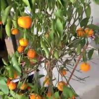 Lavoro di pomeriggi con anziani