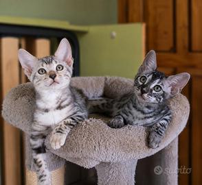 Gattini Bengala Silver Spotted e Charcoal Silver