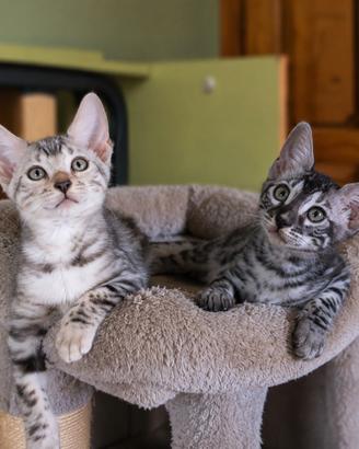 Gattini Bengala Silver Spotted e Charcoal Silver