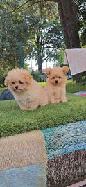 Pomapoo extra mini