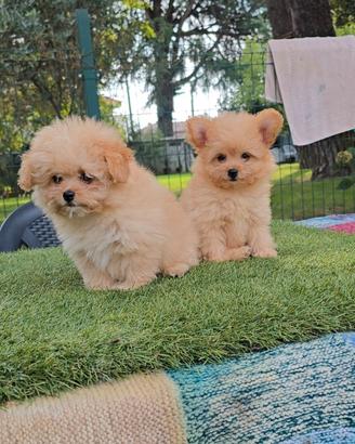 Pomapoo extra mini