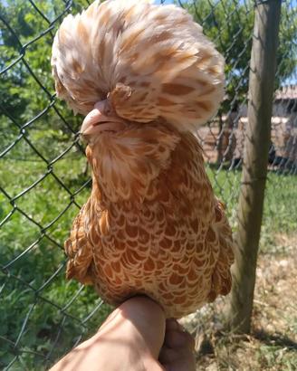 Galline padovane