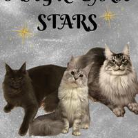 Maine Coon