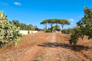 Terreno agricolo