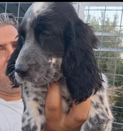Setter inglese femmina